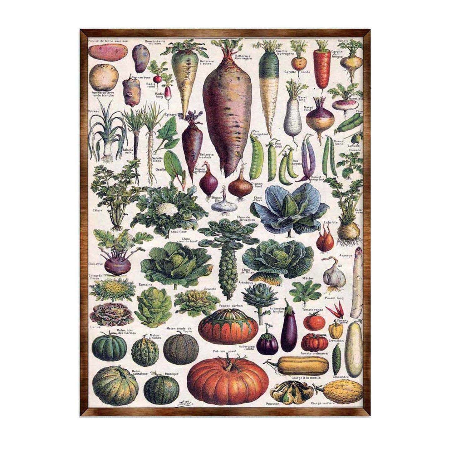 Root Vegetables Wall Decor - Kids room - ABC 123 Kids - Homeschool I Educational Poster - Art for kids - Vegetables - Classroom Decor 310226